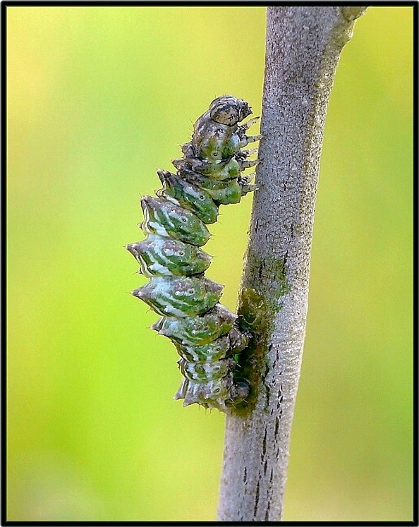 Da classificare - Apochima flabellaria (larva)